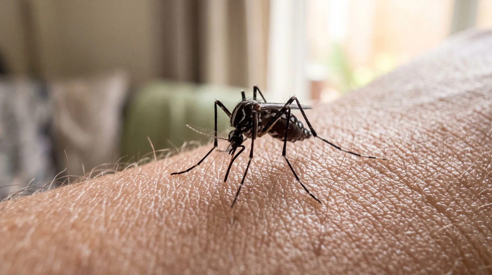 Le chikungunya se transmet à nouveau en France, porté par le moustique tigre